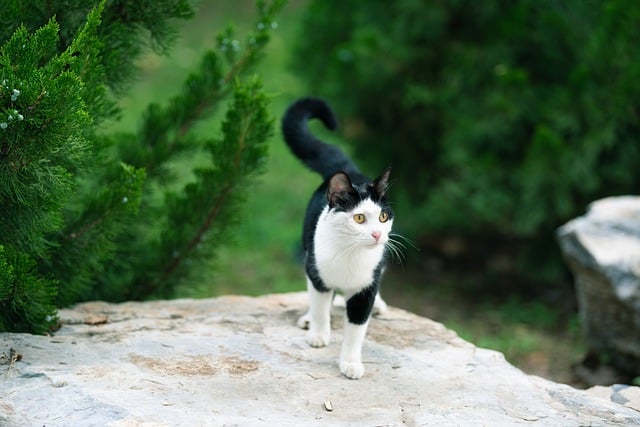 关爱毛孩健康：预防猫咪常见疾病的必备知识