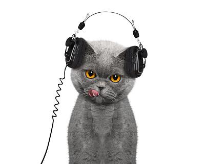 猫咪的耳朵护理：清洁和预防耳部感染