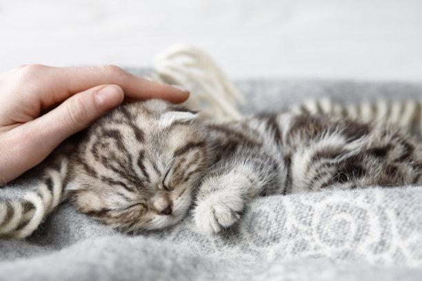 猫的神秘世界：解读猫咪日常行为背后的秘密语言